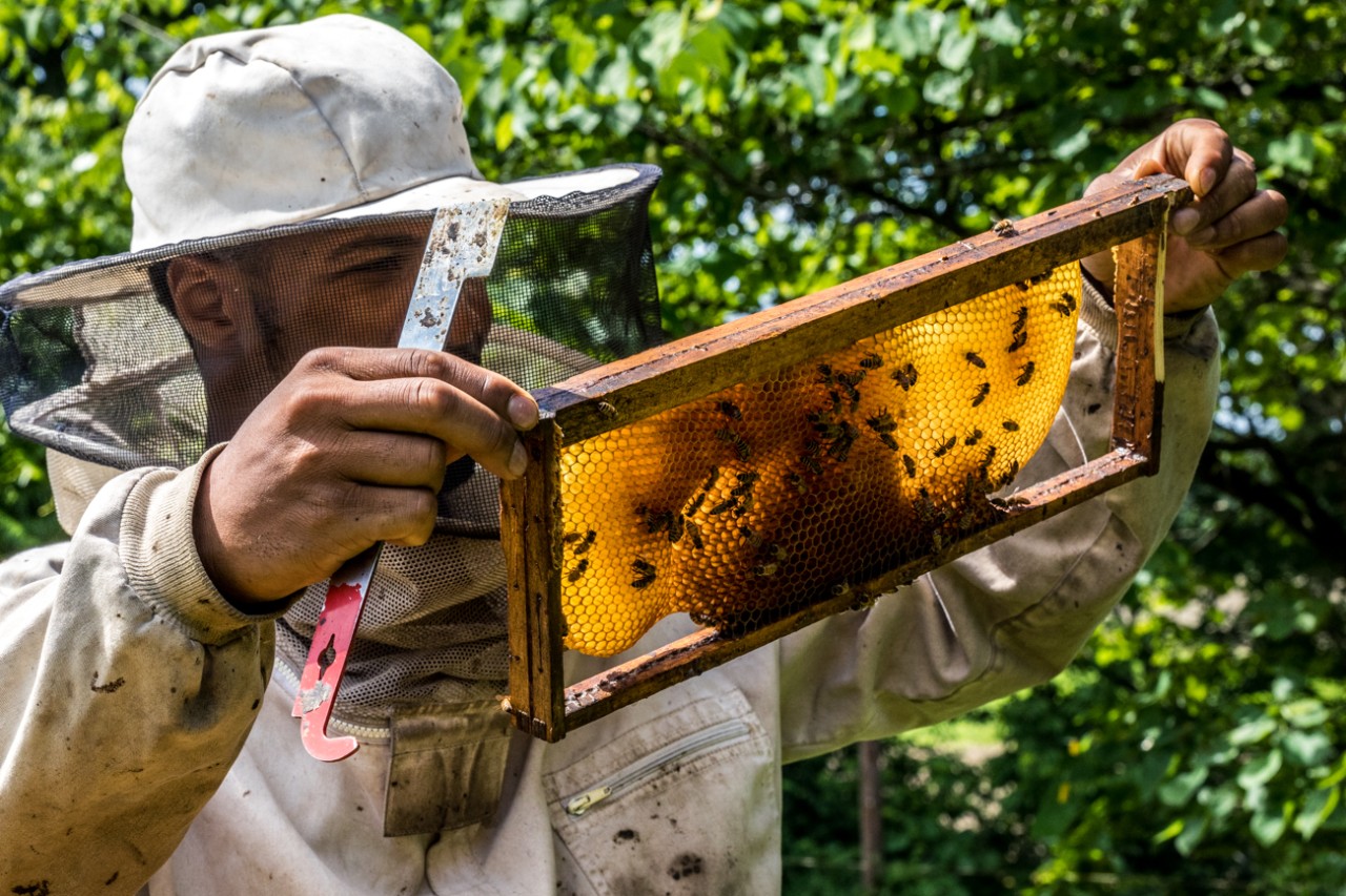 PLAN BEE: What the master beekeeper program is all about, News